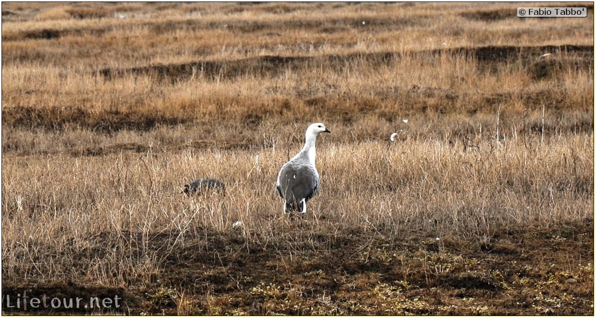 Fabios-LifeTour-Argentina-2015-July-August-El-Calafate-Reserva-Laguna-Nimez-7538-1