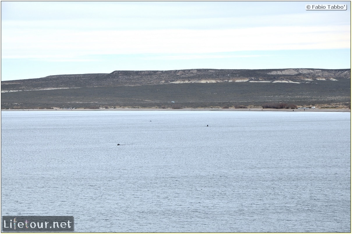 Fabios-LifeTour-Argentina-2015-July-August-Puerto-Madryn-El-Doradillo-whale-watching-2.-El-Doradillo-whale-watching-1963