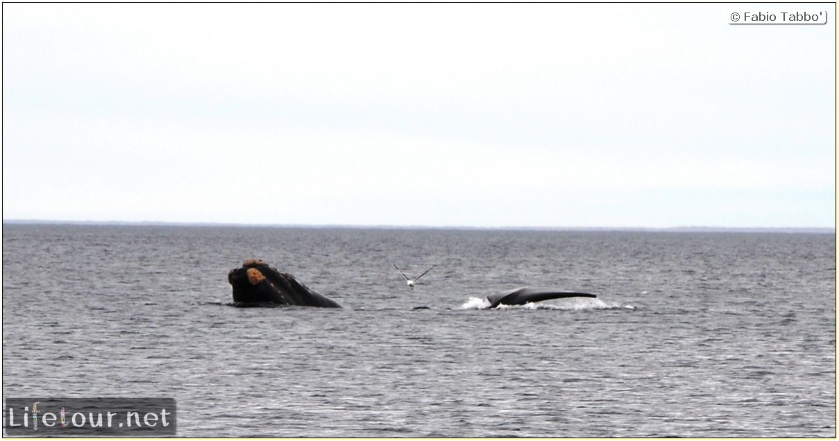 Fabios-LifeTour-Argentina-2015-July-August-Puerto-Madryn-El-Doradillo-whale-watching-2.-El-Doradillo-whale-watching-3470