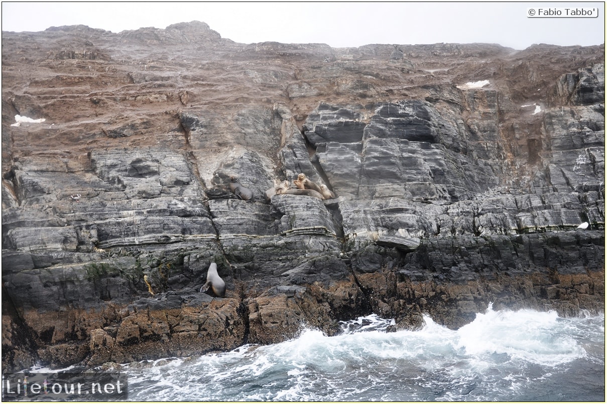 Fabios-LifeTour-Argentina-2015-July-August-Ushuaia-Beagle-Channel-2-Sea-lions-5821