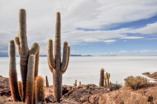 Fabio_s-LifeTour---Bolivia-(2015-March)---Ujuni---Salar-de-Ujuni---4--Incahuasi-Island-(Isla-de-los-Pescados)---2-cover