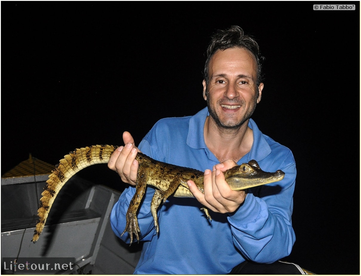 Fabio's LifeTour - Brazil (2015 April-June and October) - Manaus - Amazon Jungle - Alligator petting - 9901 cover