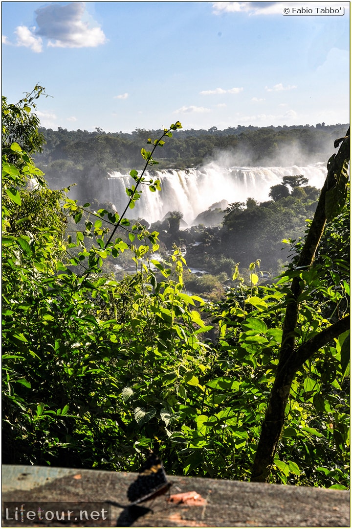 Fabio's LifeTour - Brazil (2015 April-June and October) - Iguazu falls - The butterflies - 5413