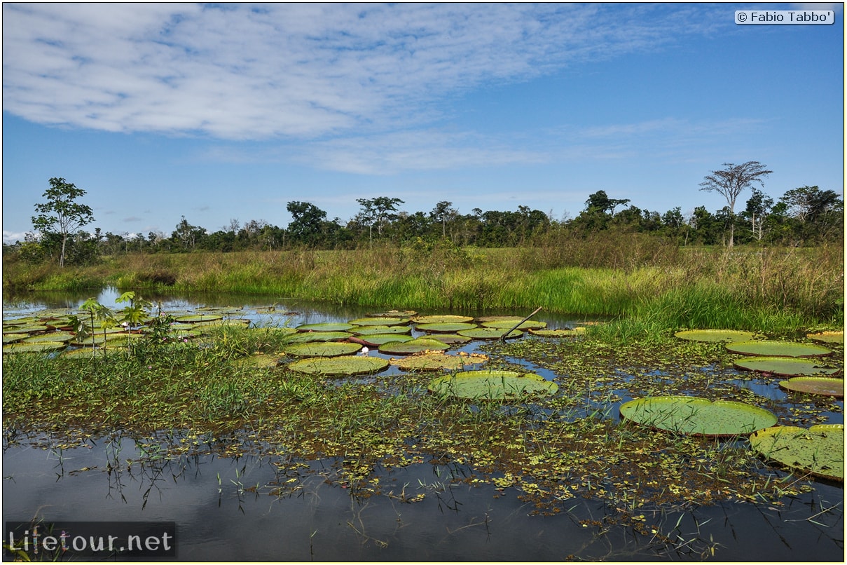 Fabio's LifeTour - Brazil (2015 April-June and October) - Manaus - Amazon Jungle - Parque do Janauary - 3- Water lilies - 9505