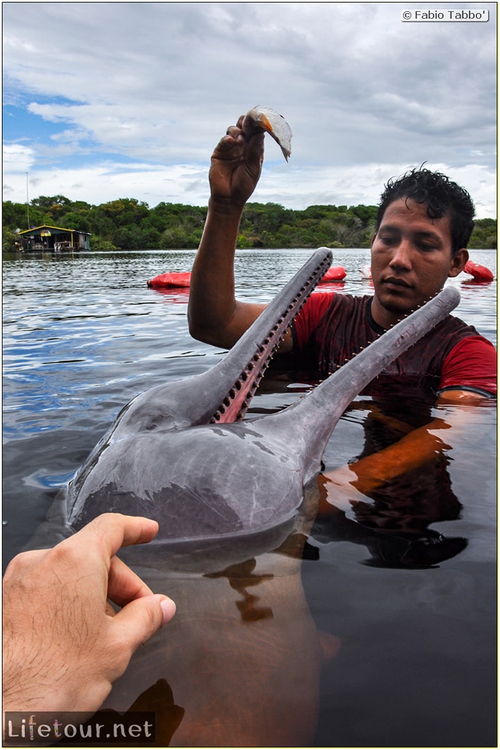Fabio's LifeTour - Brazil (2015 April-June and October) - Manaus - Amazon Jungle - Pink dolphin petting (Botos encounter) - 4836 cover