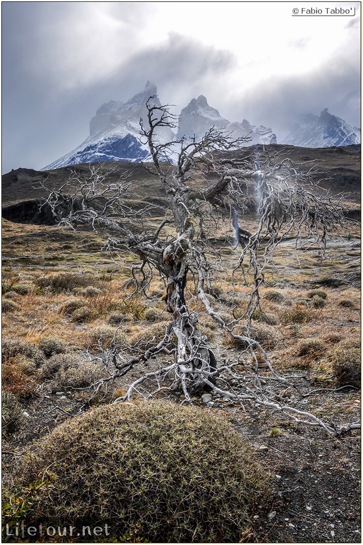 Fabio_s-LifeTour---Chile-(2015-September)---Torres-del-Paine---Ghost-forest---12071