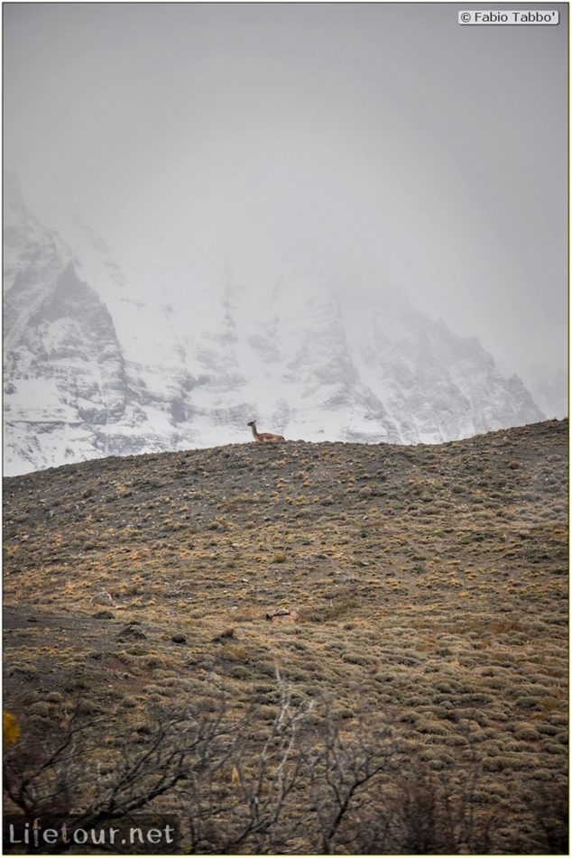 Fabio_s-LifeTour---Chile-(2015-September)---Torres-del-Paine---Other-pictures-trekking-Torres-del-Paine---11499