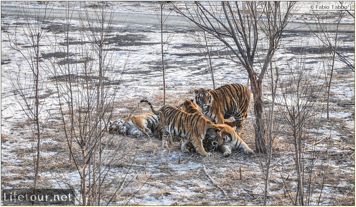 Fabio's LifeTour - China (1993-1997 and 2014) - Harbin (2014) - Siberian Tiger Park - 7397