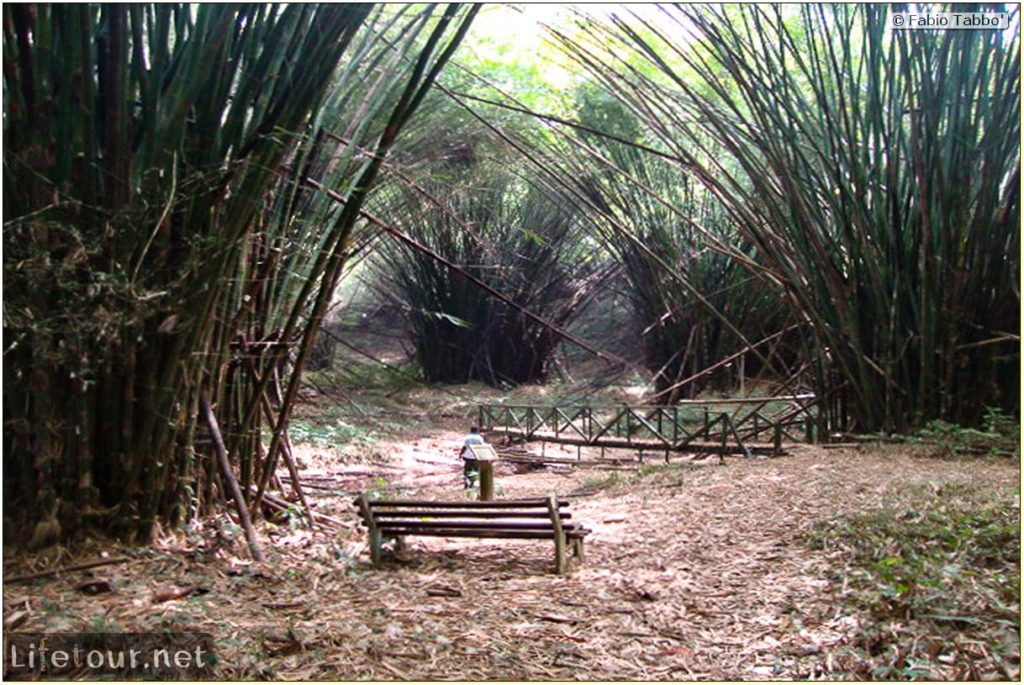 Bamboo Cathedral • Fabio’s LifeTour