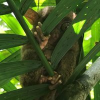 Philippines-tarsier