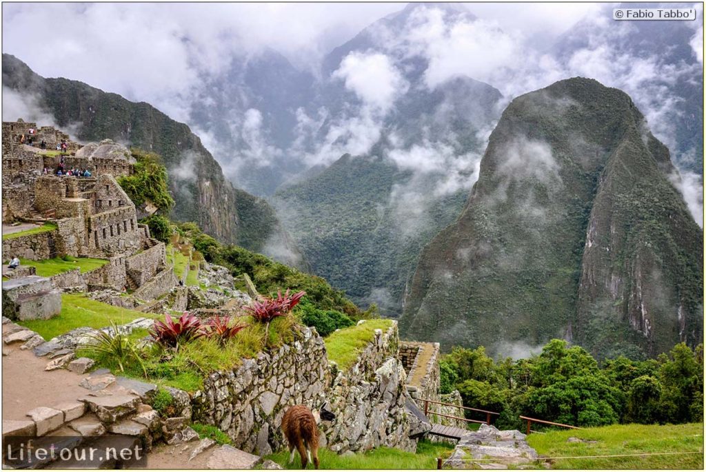 The Lamas of Machu Picchu • Fabio’s LifeTour