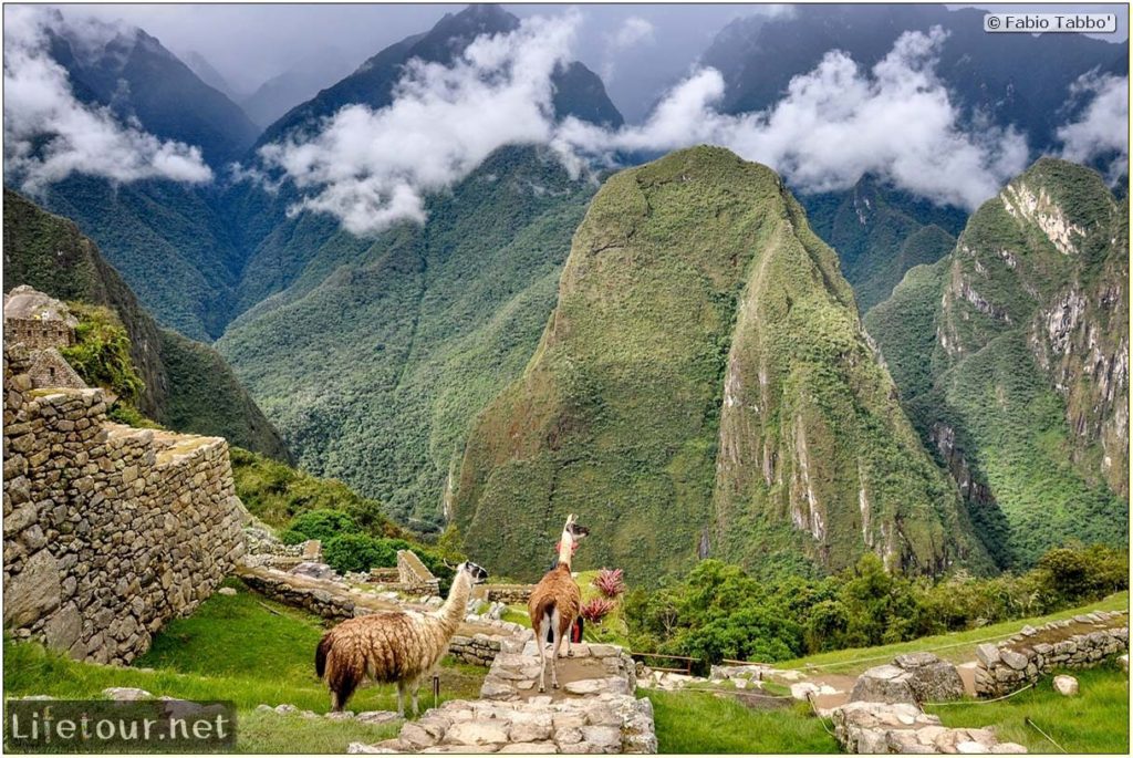 The Lamas of Machu Picchu • Fabio’s LifeTour