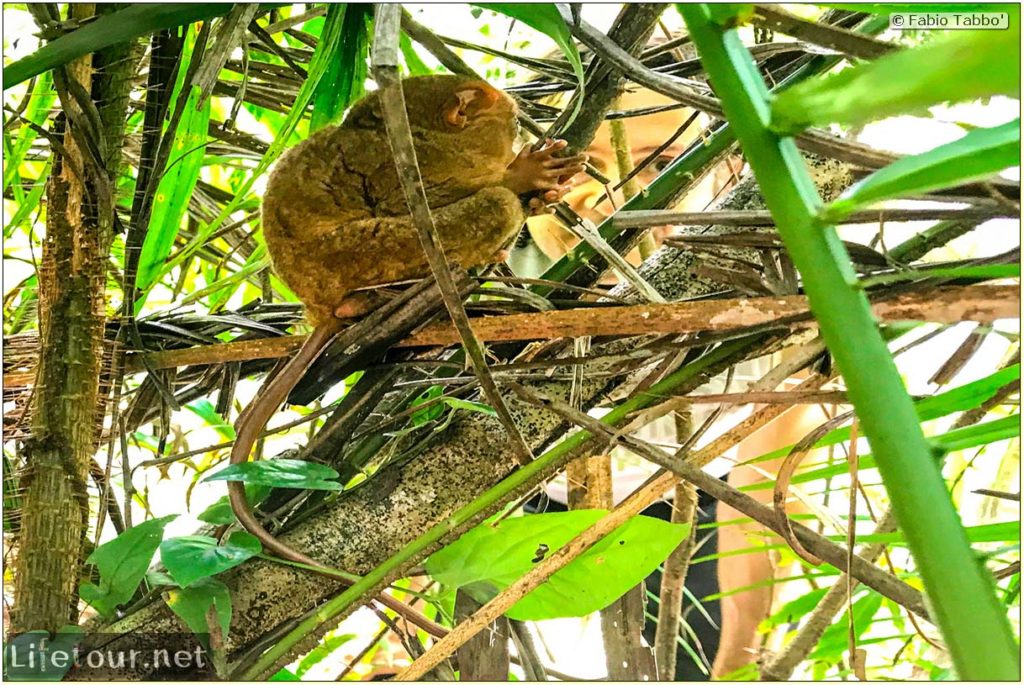 Tarsier Sanctuary • Fabio’s LifeTour